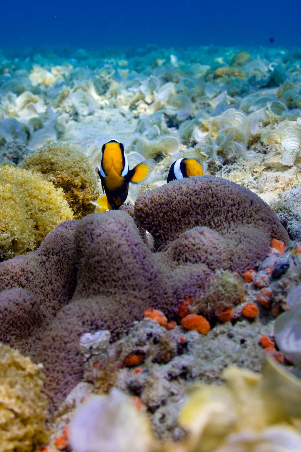 Two yellow, black and white fish among anemones on the seabed.