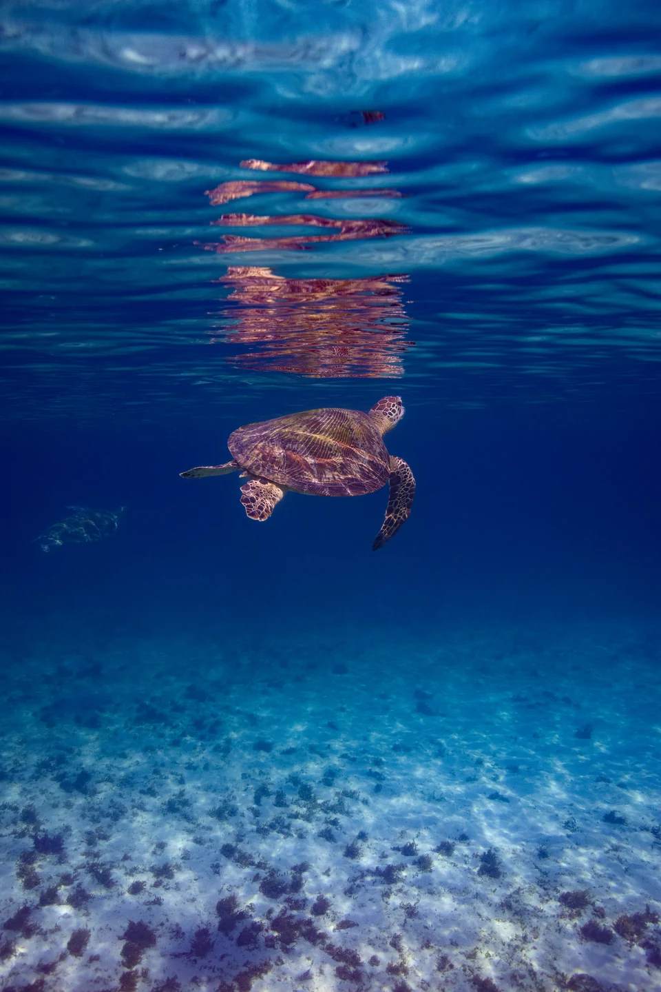 A sea turtle swimming beneath its reflection in deep blue water.