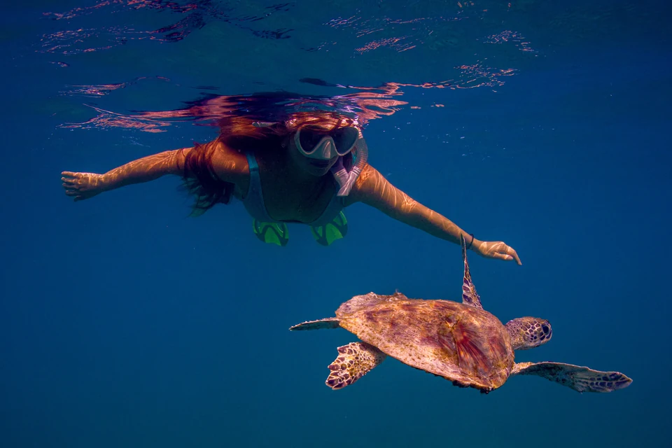 A woman snorkeling near the surface as a sea turtle swims below her.