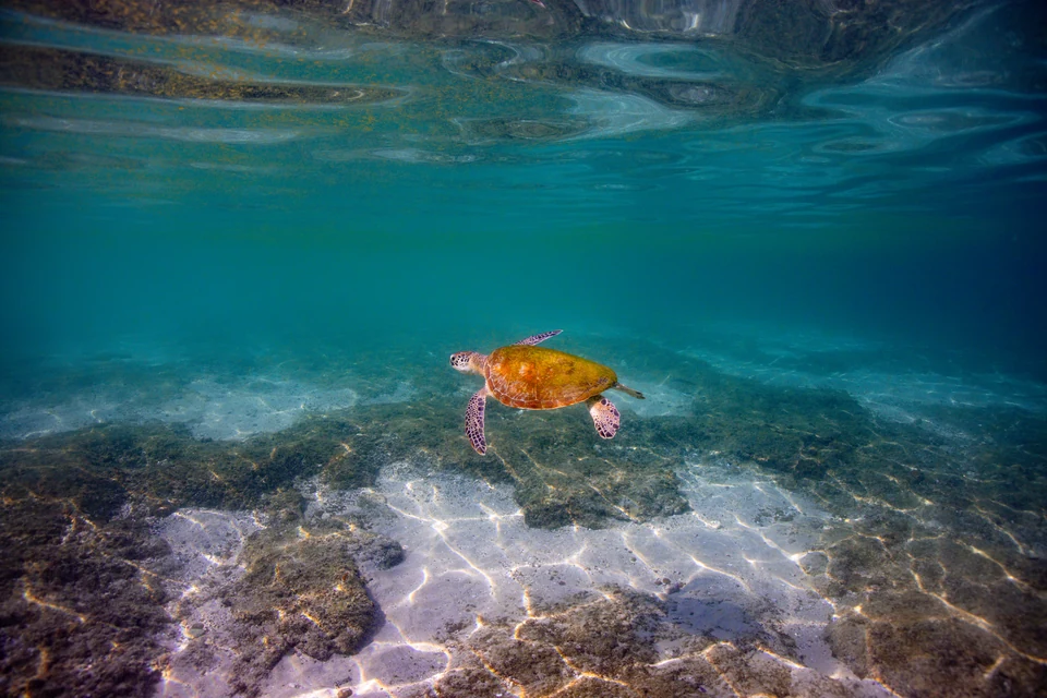 A sea turtle swimming through clear turquoise water above a sunlit seabed.